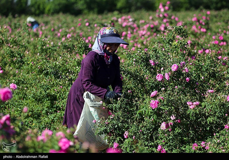 برداشت گل محمدی از مزارع استان همدان