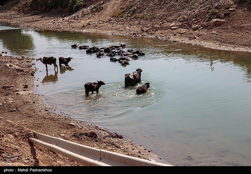 عکس/ مصائب گاومیش‌داری در روستای پیچ سید جابر خوزستان