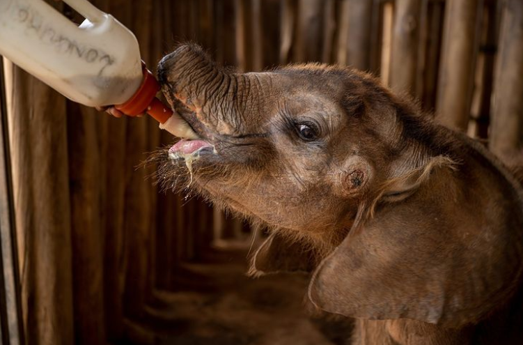تصویری جالب از تغذیه بچه فیل در کنیا 