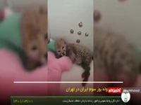 اولین تصویر توله‌ یوزپلنگ سوم ایران در تهران