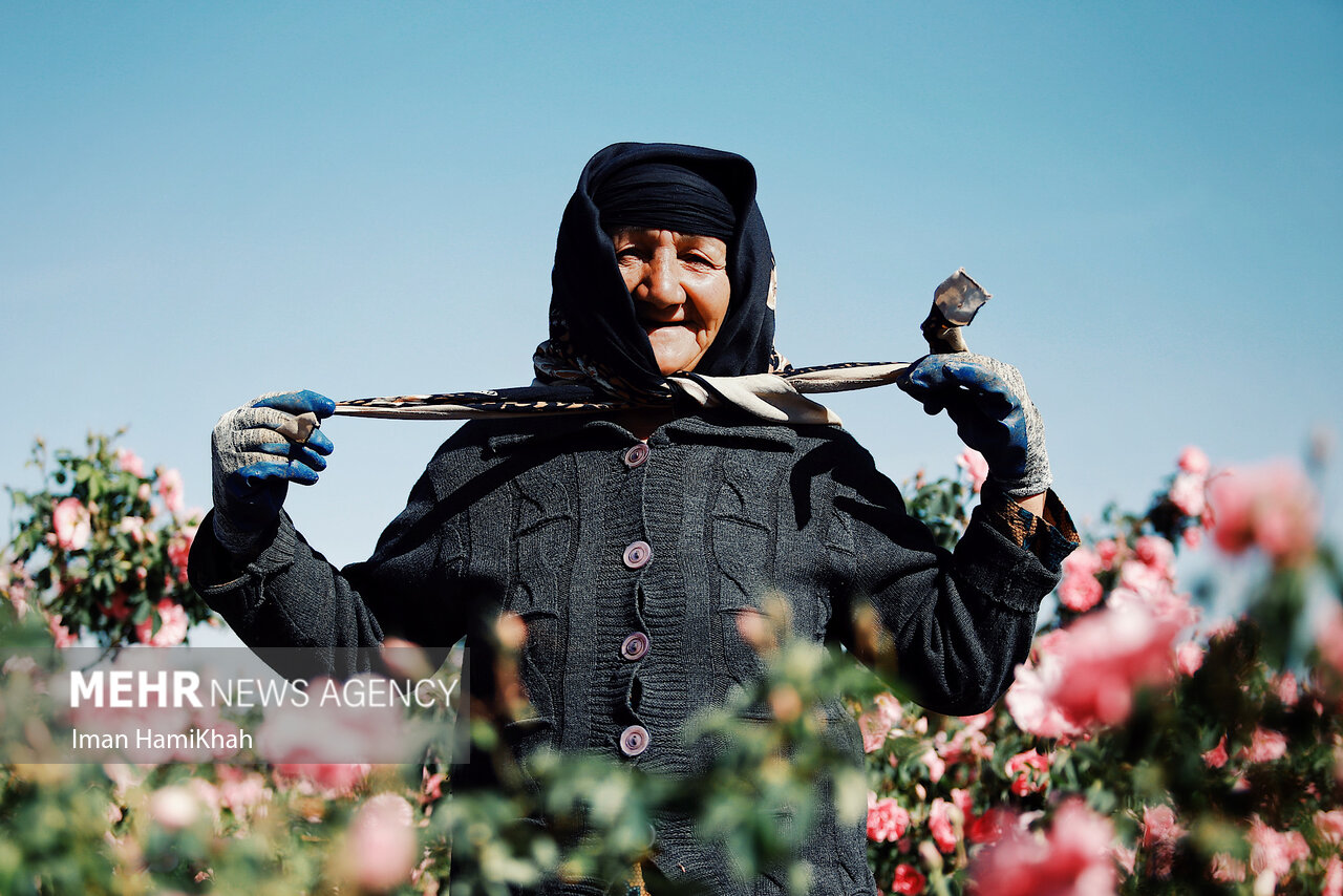 عکس/ برداشت گل محمدی از مزارع شهرستان بهار