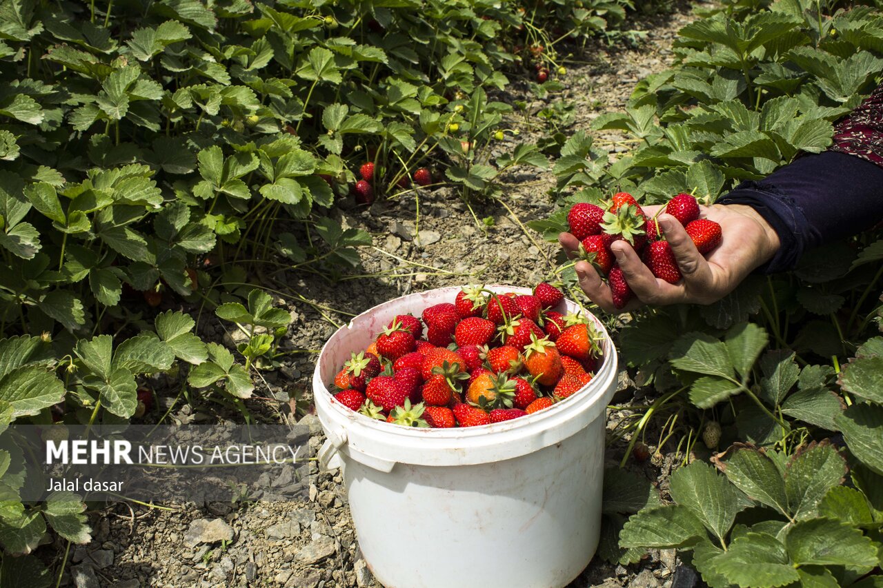 عکس/ برداشت توت فرنگی از مزارع کردستان