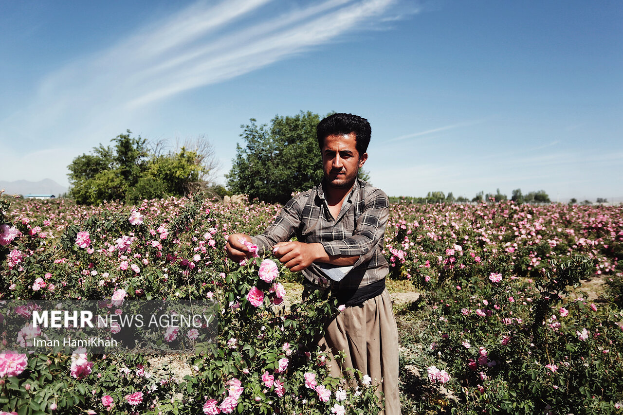 عکس/ برداشت گل محمدی از مزارع شهرستان بهار