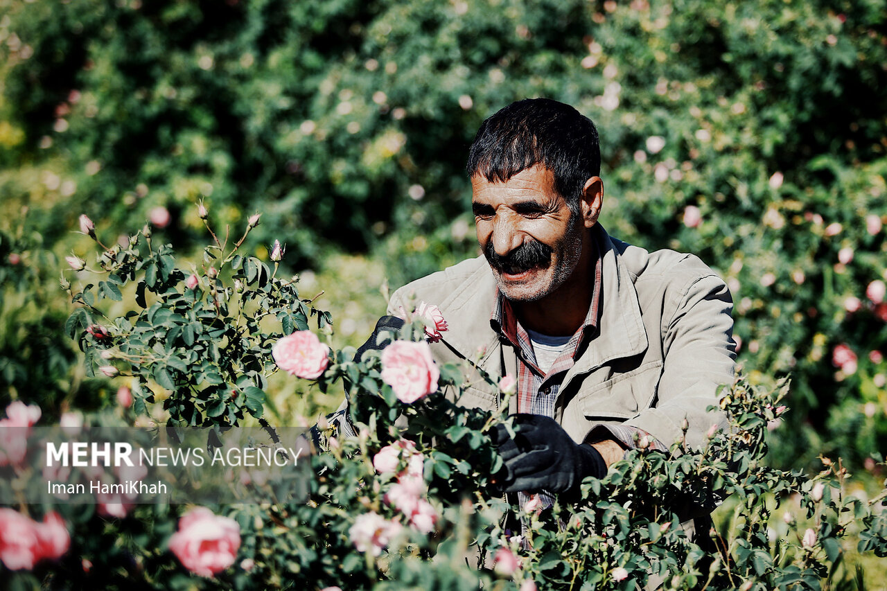 عکس/ برداشت گل محمدی از مزارع شهرستان بهار