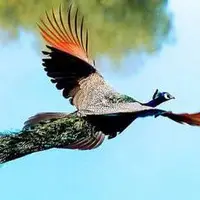 تا حالا پرواز طاووس ها را دیده بودید؟