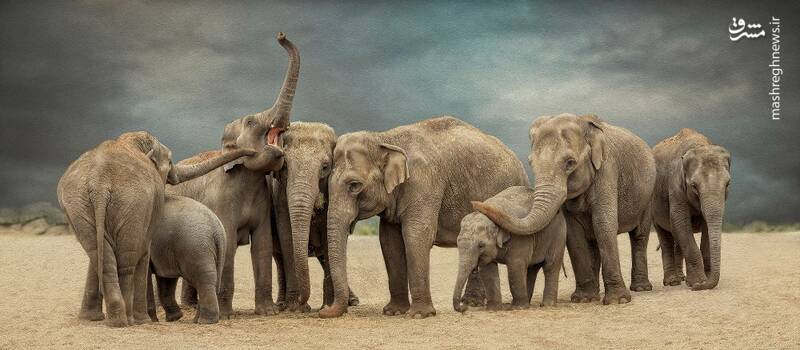 عکس خانوادگی فیل‌ها