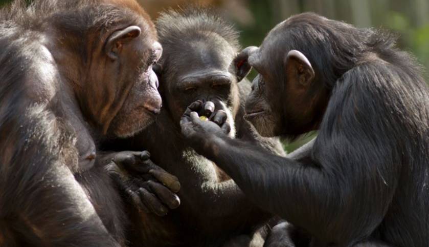 یک یافته شگفت انگیز درباره حرف زدن شامپانزه ها!