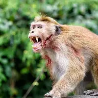 نگهداری میمون در خانه خطر ابتلا به 
