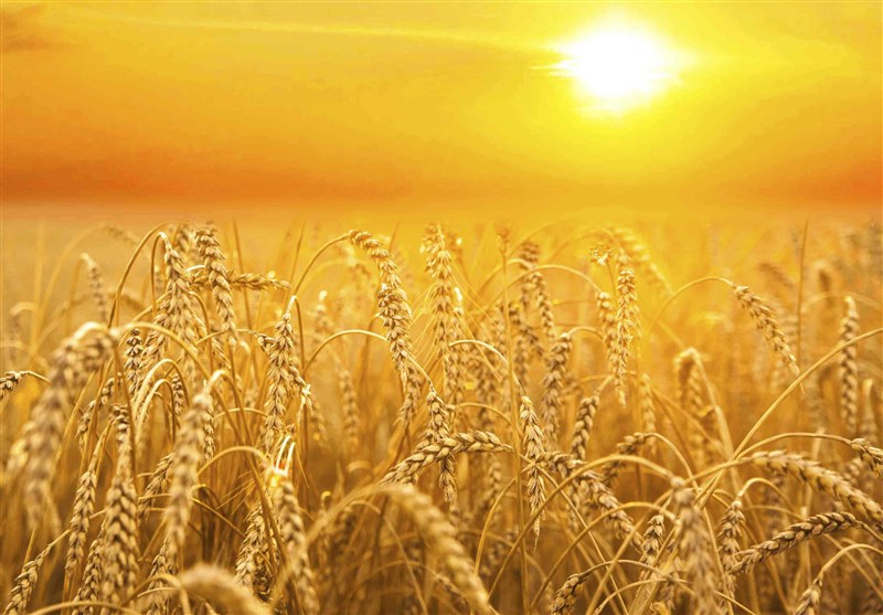 شورای بین‌المللی غلات: گندم صادراتی در جهان تا ۸۷ درصد گران شده است