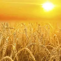 شورای بین‌المللی غلات: گندم صادراتی در جهان تا ۸۷ درصد گران شده است