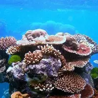 کشفی مهم در مورد درمان سرطان با مرجان دریایی