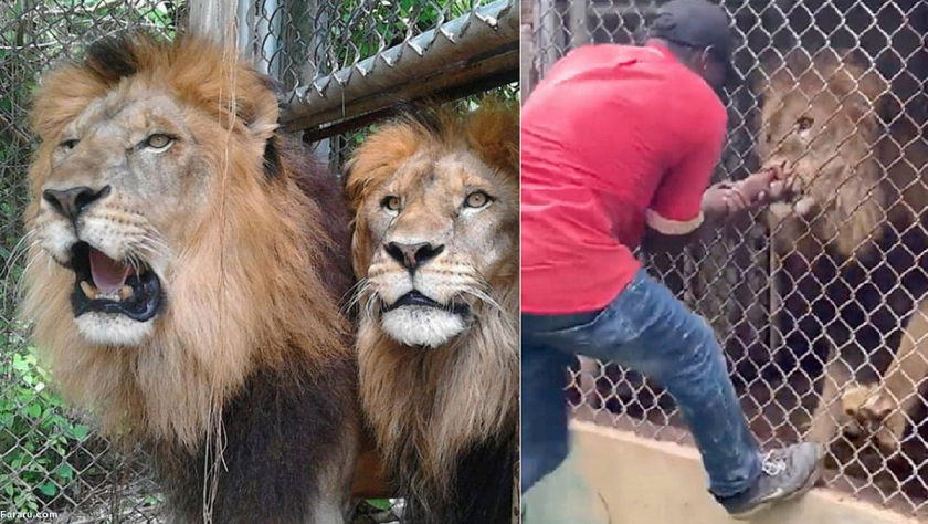 شیر خشمگین انگشت دست مرد آزاررسان را قطع کرد!