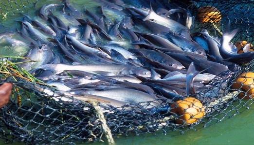 صادرات محصولات شیلاتی به یک میلیارد دلار می‌رسد