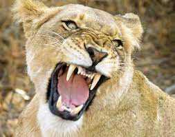 لحظات پرالتهاب تلاش نگهبان باغ وحش برای نجات انگشتانش از دهان شیر