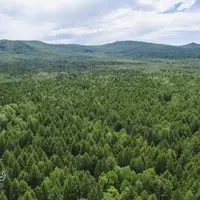 تنوع گونه های گیاهی باعث بقای جنگل می شود