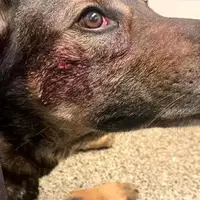 گوناگون/ دزدی که سگ پلیس را گاز گرفت؛ تصویر جای گاز دزد روی صورت سگ!