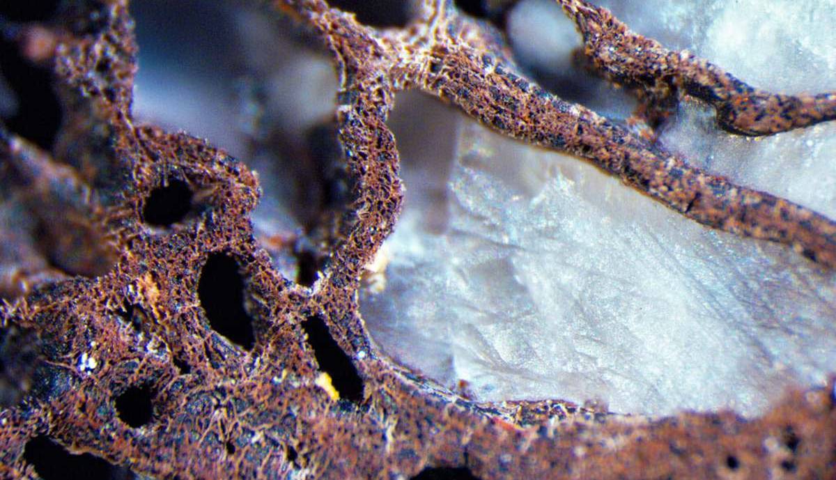 دانشمندان احتمالا یکی از قدیمی‌ترین اسرار مربوط به دایناسورها را حل کردند