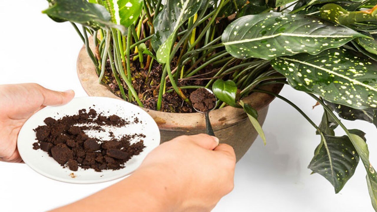 آموزش کوددهی گیاهان آپارتمانی