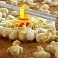 ۲۴ هزار تن گوشت مرغ در راه مازندران است