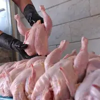 کاهش تقاضای گوشت مرغ در خراسان شمالی روزانه به میزان ۹ تن