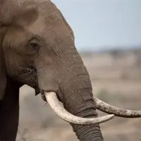 لحظه باورنکردنی کشته شدن تمساح توسط فیل خشمگین
