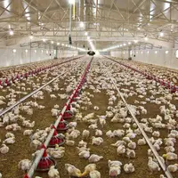 جوجه ریزی ۱۳ میلیون قطعه‌ای مرغ گوشتی در مازندران