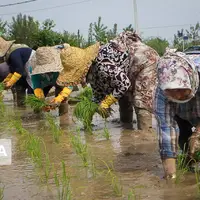 استقبال شالیکاران مازندران به کشت ارقام پر محصول برنج