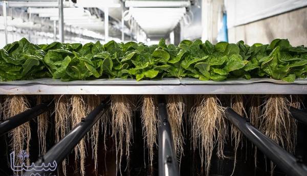 کشاورزی بدون خاک کلید اصلی حل بحران غذایی جهان