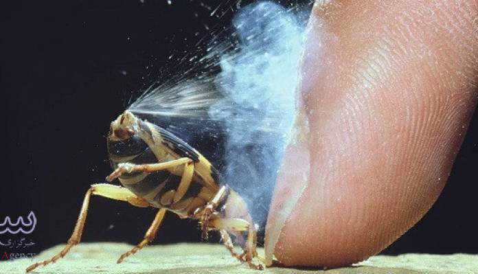 این حشره مانند اژدها آتش تولید می کند