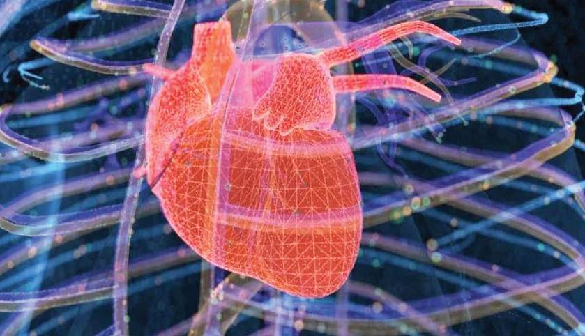 قلب خودش را ترمیم می‌کند!