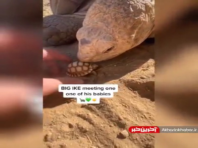 ملاقات لاکپشت با فرزندش