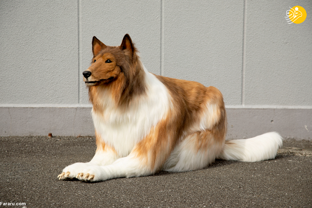 تحقق آرزوی مردی ژاپنی که می‌خواست سگ شود!