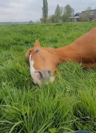 ببینید در چه حالتی داره غذا می خوره!