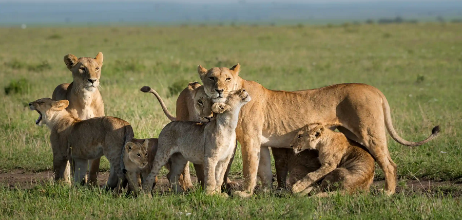 تصویری دیدنی از خانواده شیر