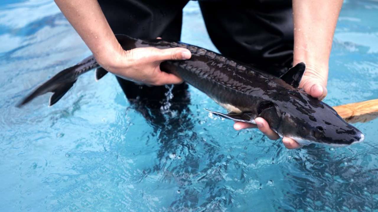 بسته بندی ماهی زنده برای فروش!