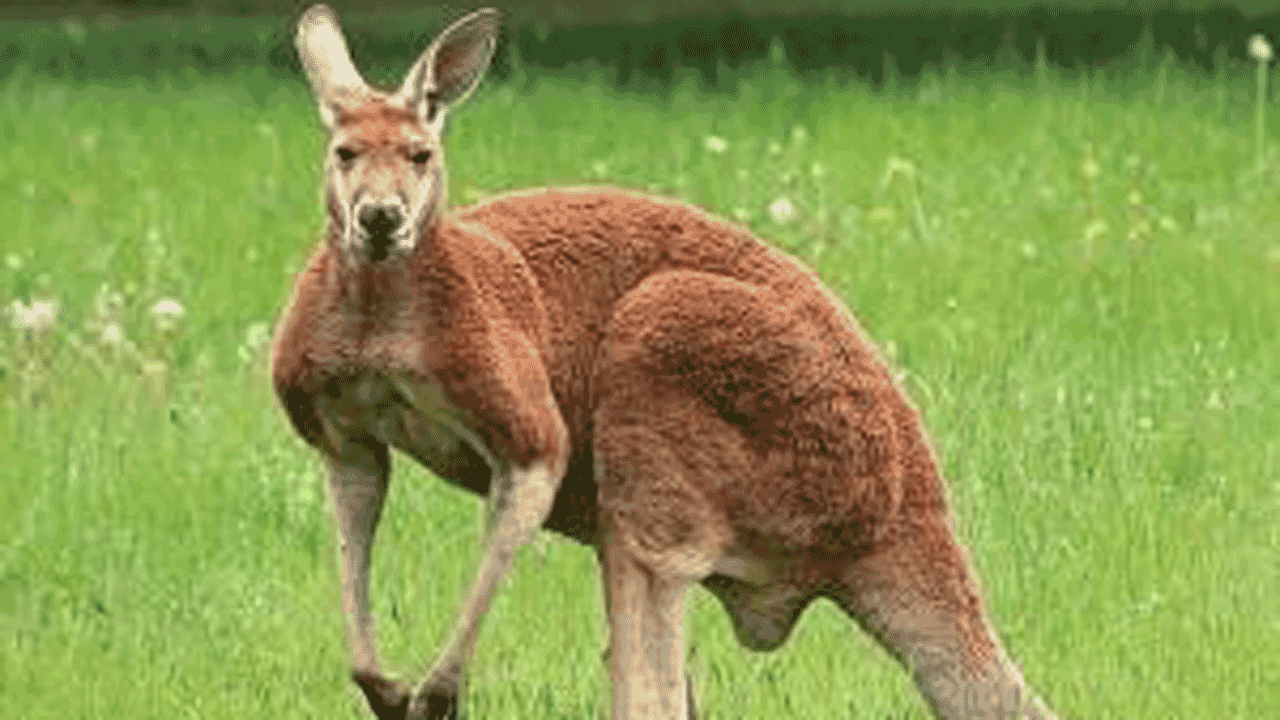 مبارزه یک مرد با کانگورو!