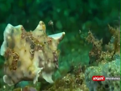 تصاویری از قورباغه ماهی