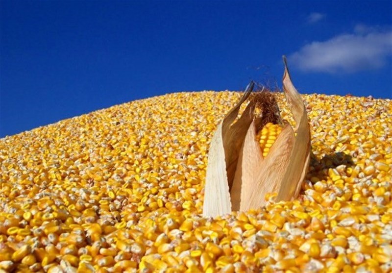 واردات ۳۰ هزار تن ذرت برای تامین نیاز فوری دامداران