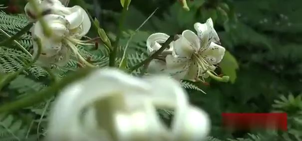 یکی از کمیاب‌ترین گل‌های جهان به گل نشست