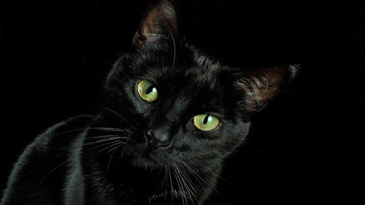 نجات بچه گربه از چاه