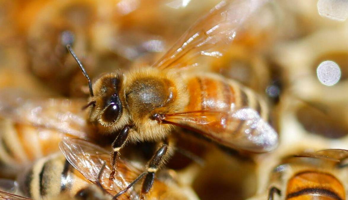 نابودی کلنی های زنبور عسل در سراسر جهان در پی آلودگی به یک ویروس کشنده