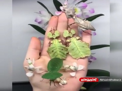 اینها گل و گیاه نیستن حشره هستن!