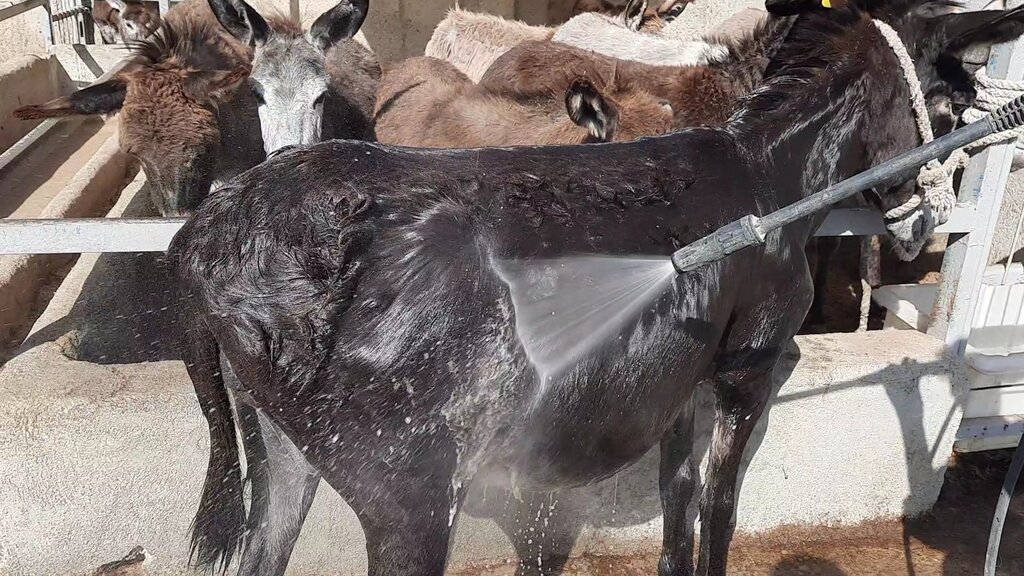 کارواش خر اینجاست!