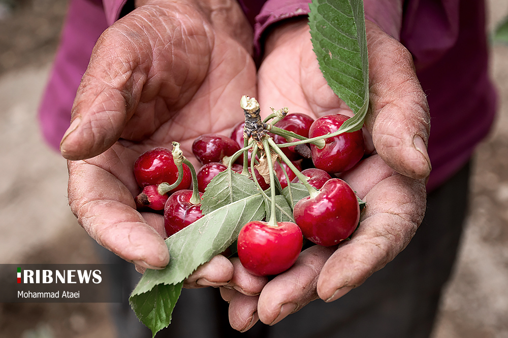 عکس/ آغاز برداشت گیلاس در کردستان