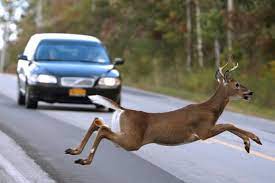 محل عبور حیوانات وحشی؛ احتیاط کنید!