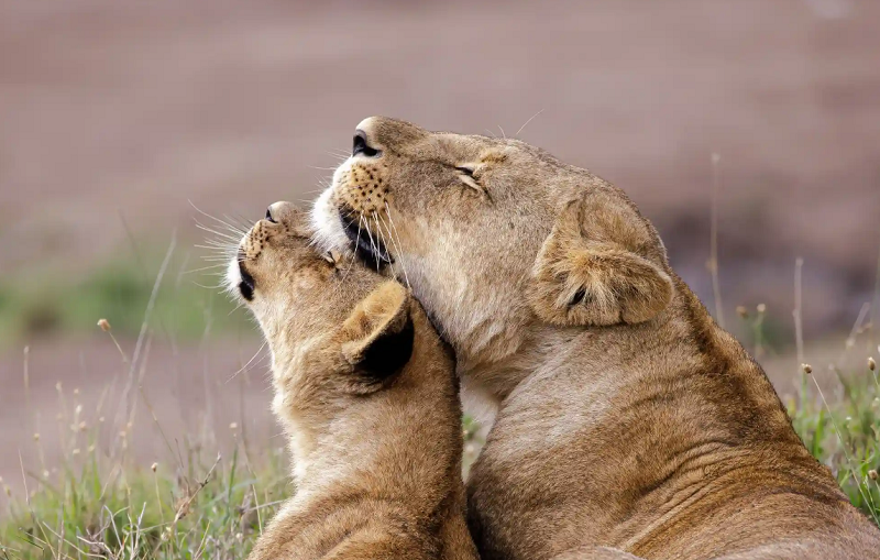 تصویری زیبا از خانواده شیر در حیات وحش