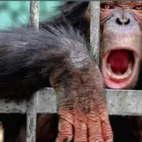 سوگواری دسته‌جمعی شامپانزه‌ها در باغ‌وحش!