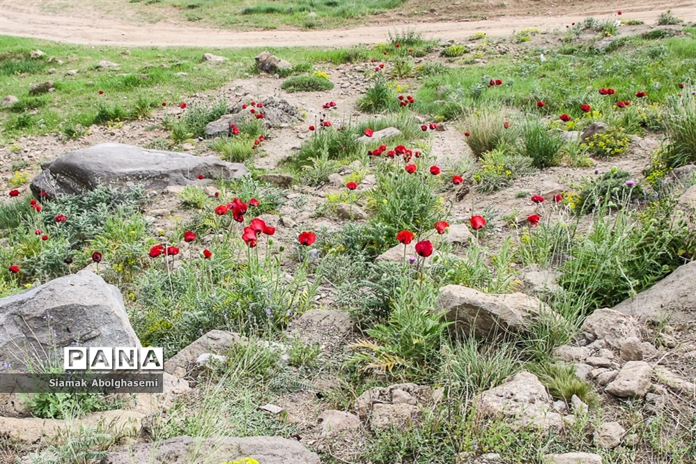 دشت لار دماوند؛ بهشتی تماشایی در قلب پایتخت 