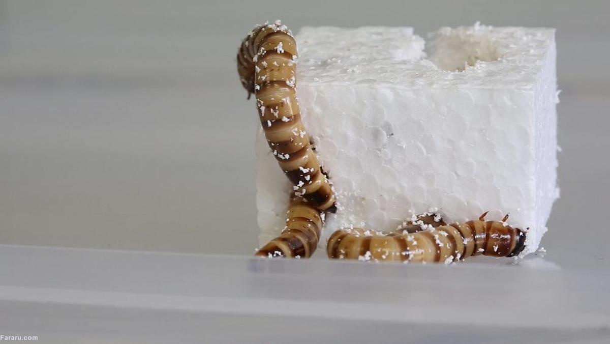 آکاسیف دوس دارن!