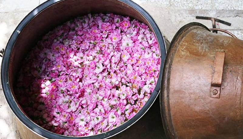 مراحل سنتی «گلاب گیری» در کاشان